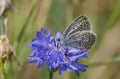 butterfly (named BlÃÂ¤uling) on Ã¢â¬â¹Ã¢â¬â¹a blue plant